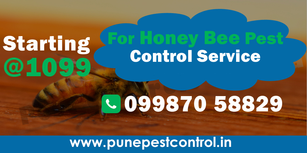 Honey Bee Pest Control